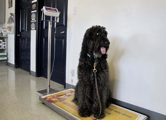 Beautiful chip epoxy coating installed on a veterinary clinic floor